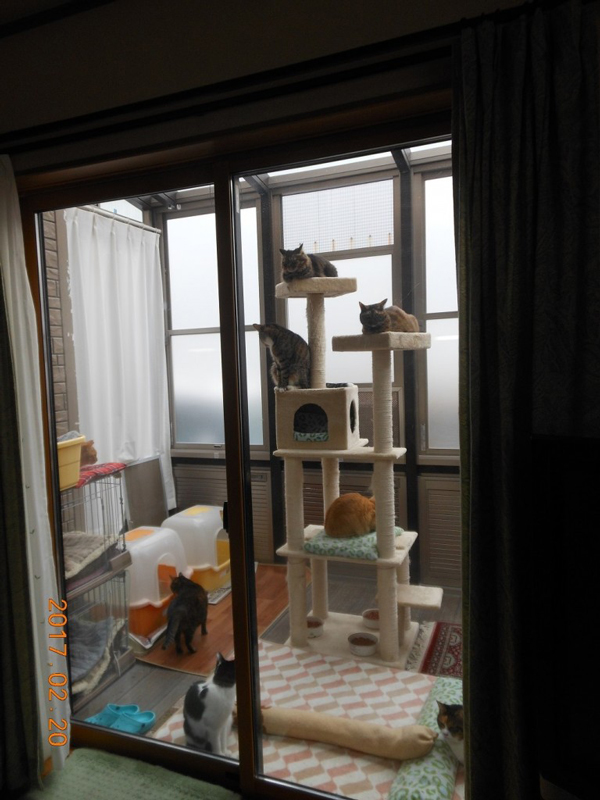 ８匹の猫達のマイハウスを作りました！！